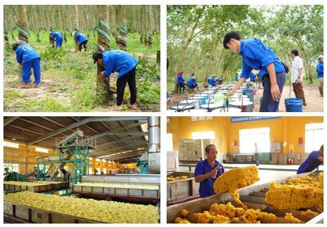 Ảnh minh họa vườn cao su Xuân Lộc